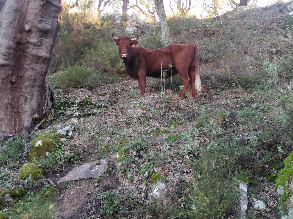 Apartamento Valle Del Guadiaro Cortes de la Frontera Kültér fotó